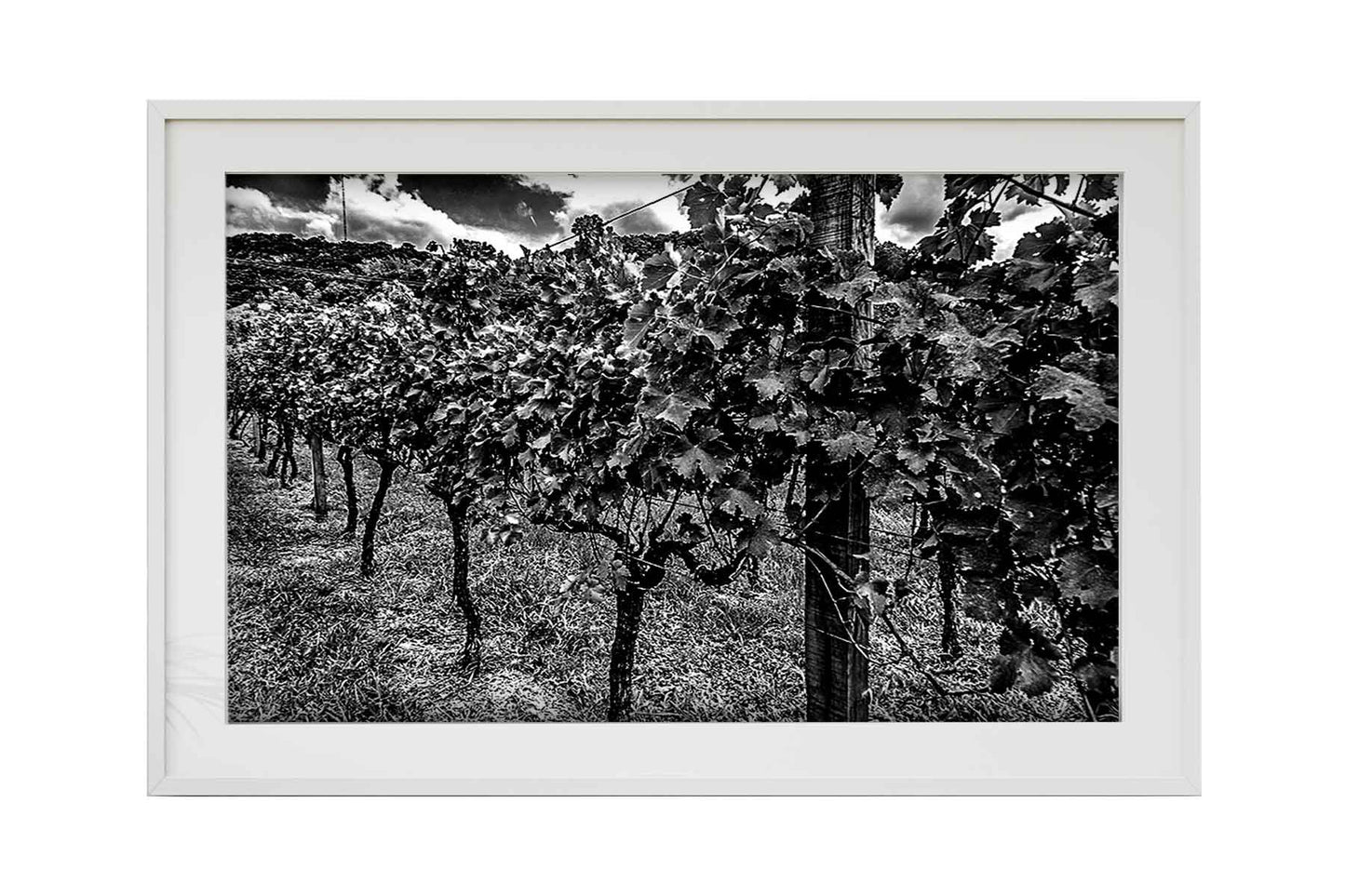 Vinicolas - Peculiare