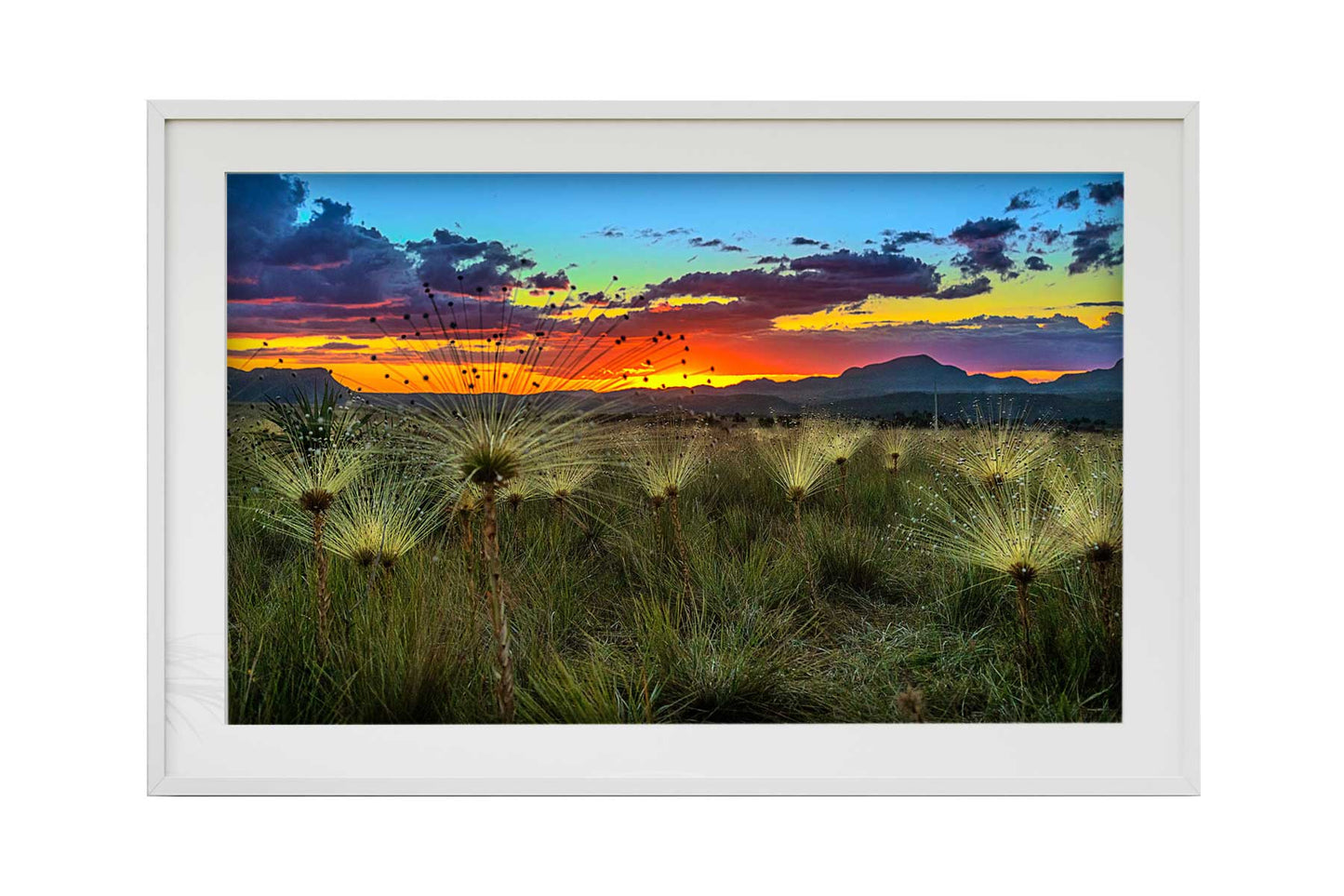 Chapada dos Veadeiros - Campo do Chuveirinho 02