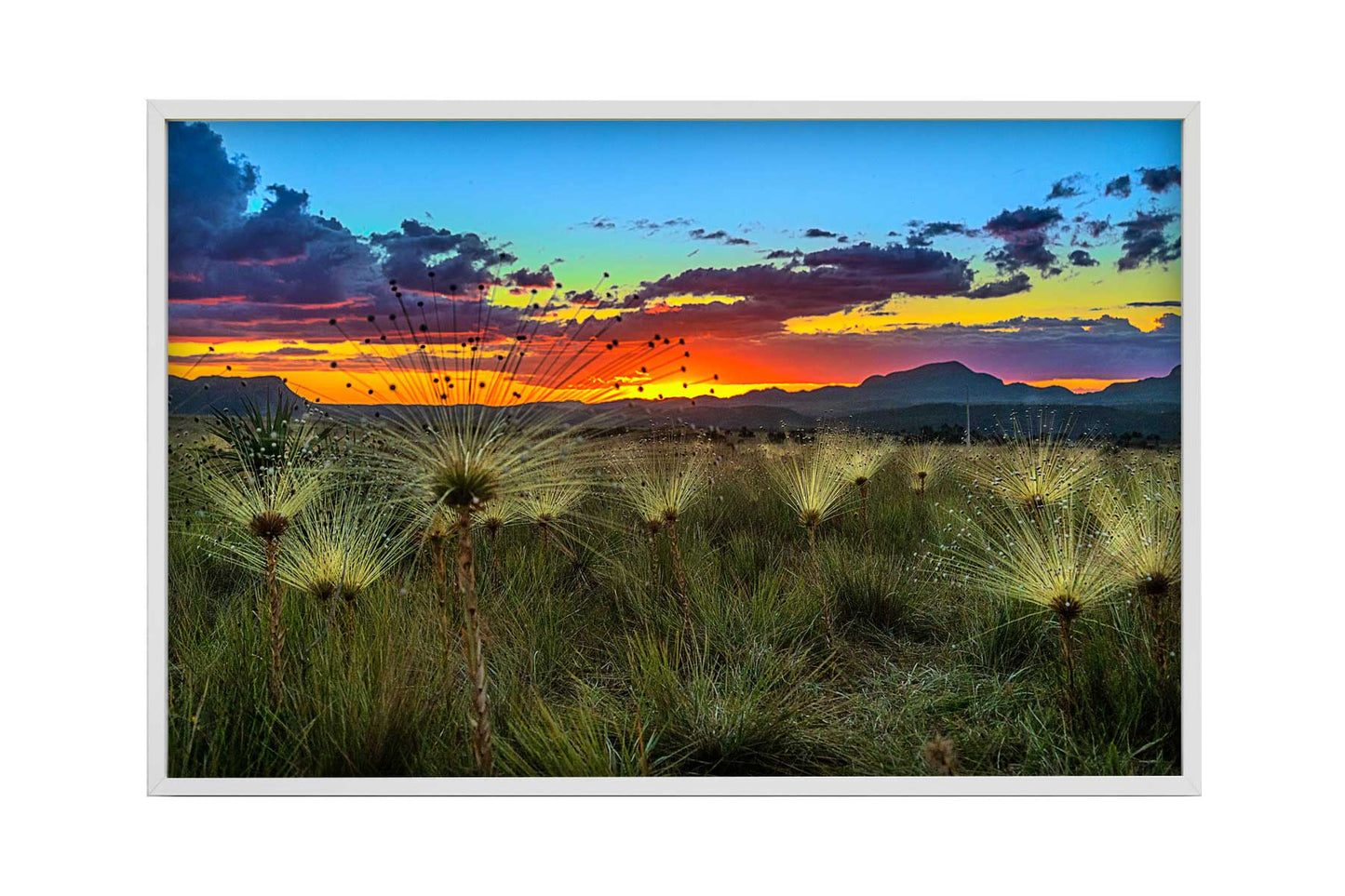 Chapada dos Veadeiros - Campo do Chuveirinho 02