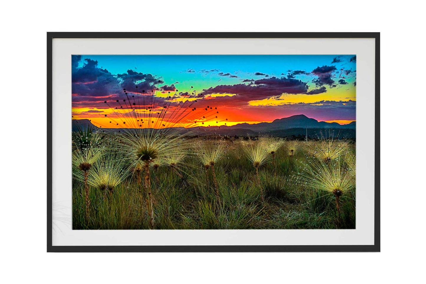 Chapada dos Veadeiros - Campo do Chuveirinho 02