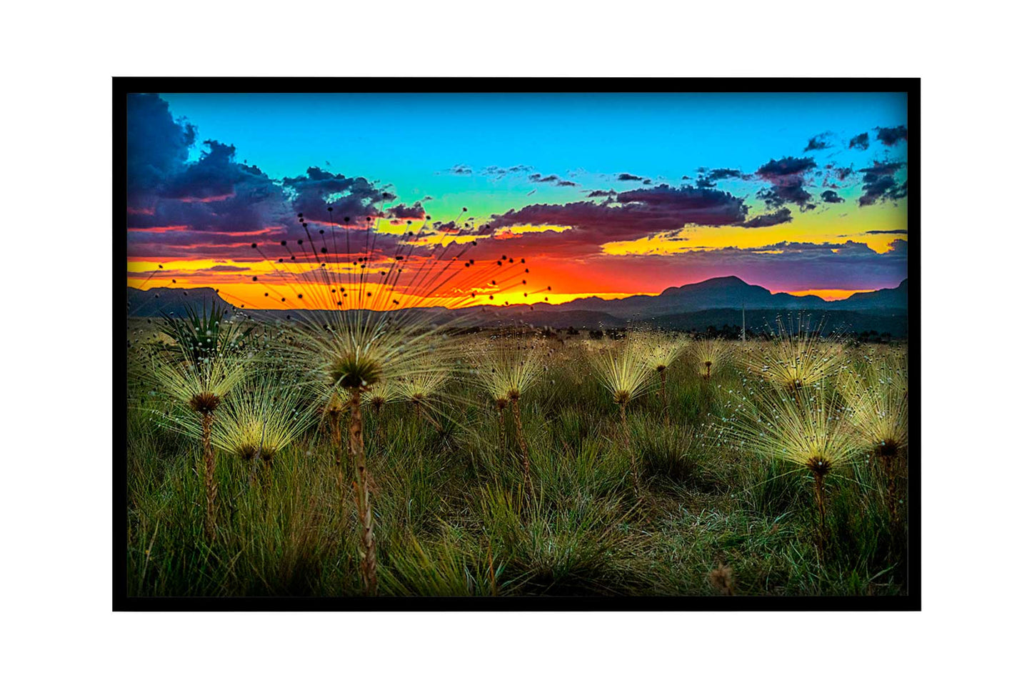 Chapada dos Veadeiros - Campo do Chuveirinho 02