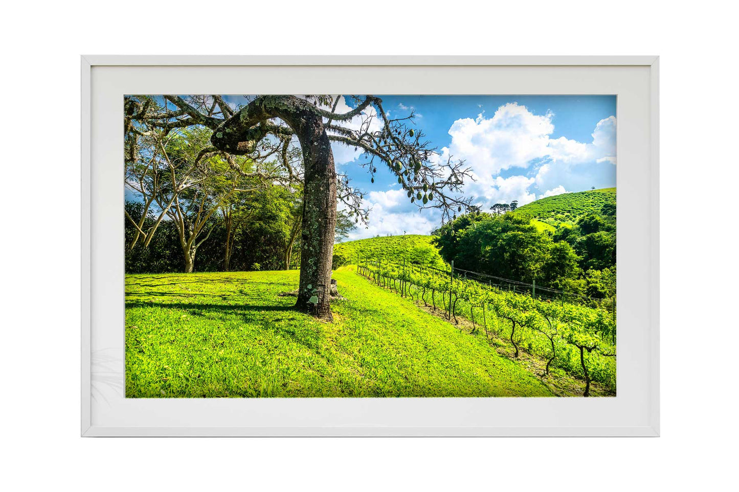 Vinicolas - Santa Maria