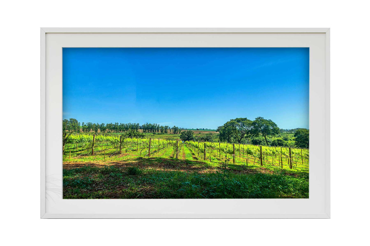 Vinicolas - Vinicola Biagi