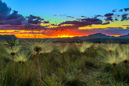 Chapada dos Veadeiros - Campo do Chuveirinho 02
