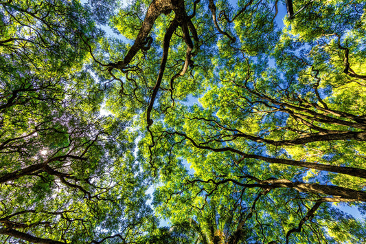 Montevidéu - Parque Rodo