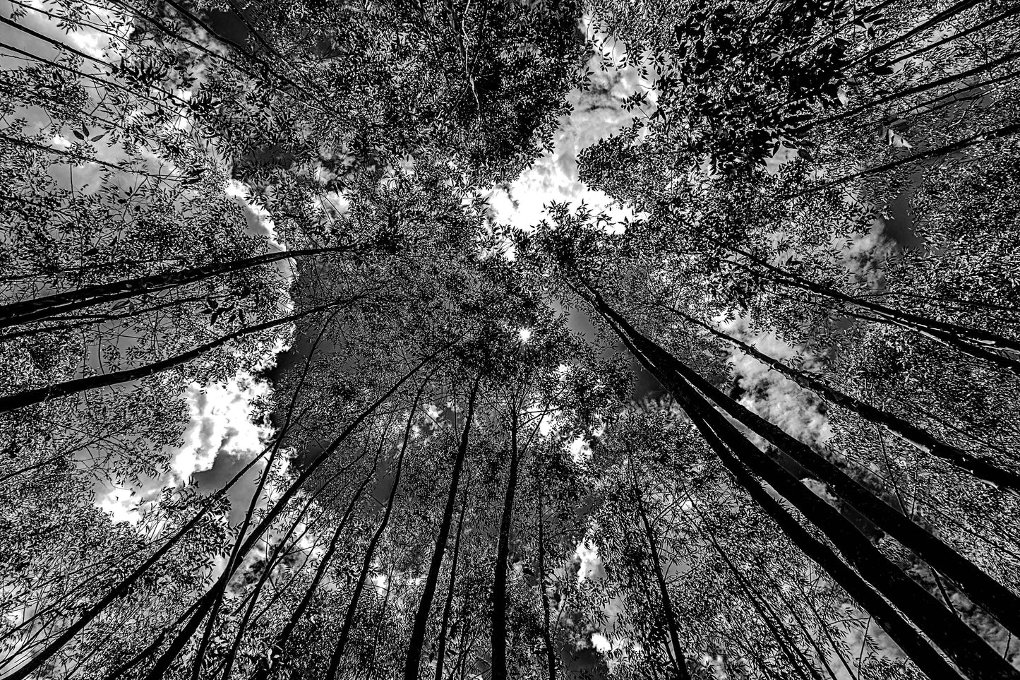 Cerrado 05