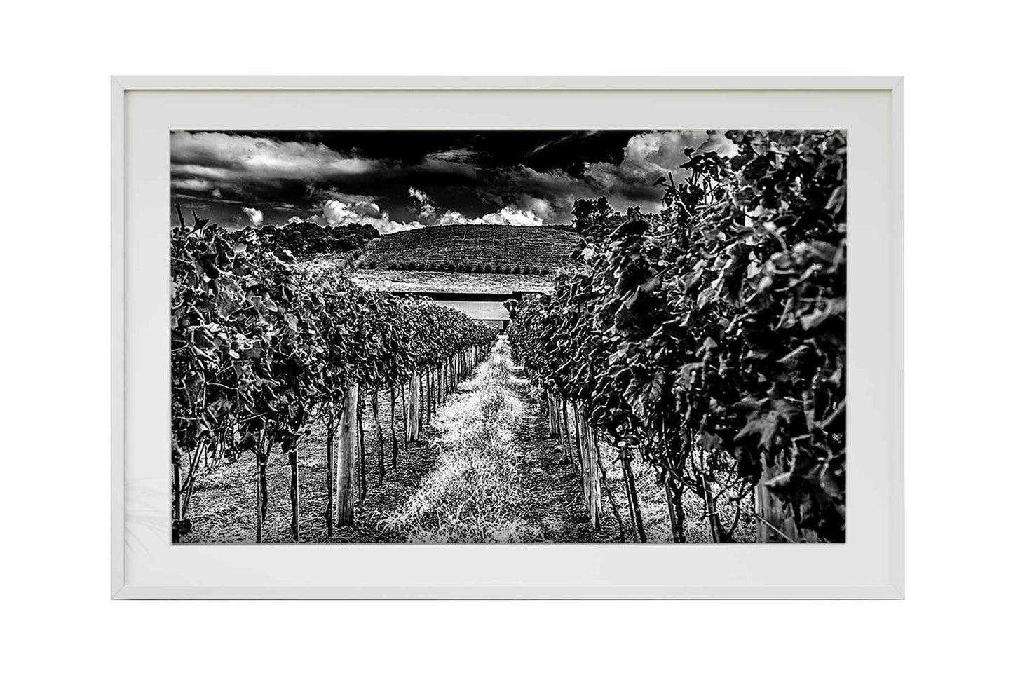 Vinicolas - Cavalleri