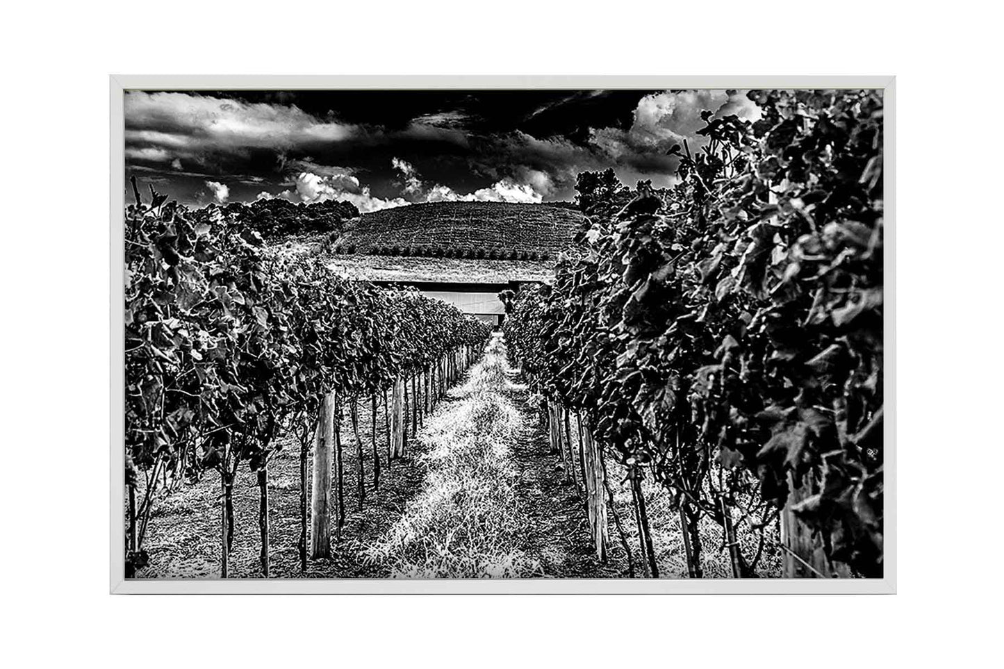 Vinicolas - Cavalleri