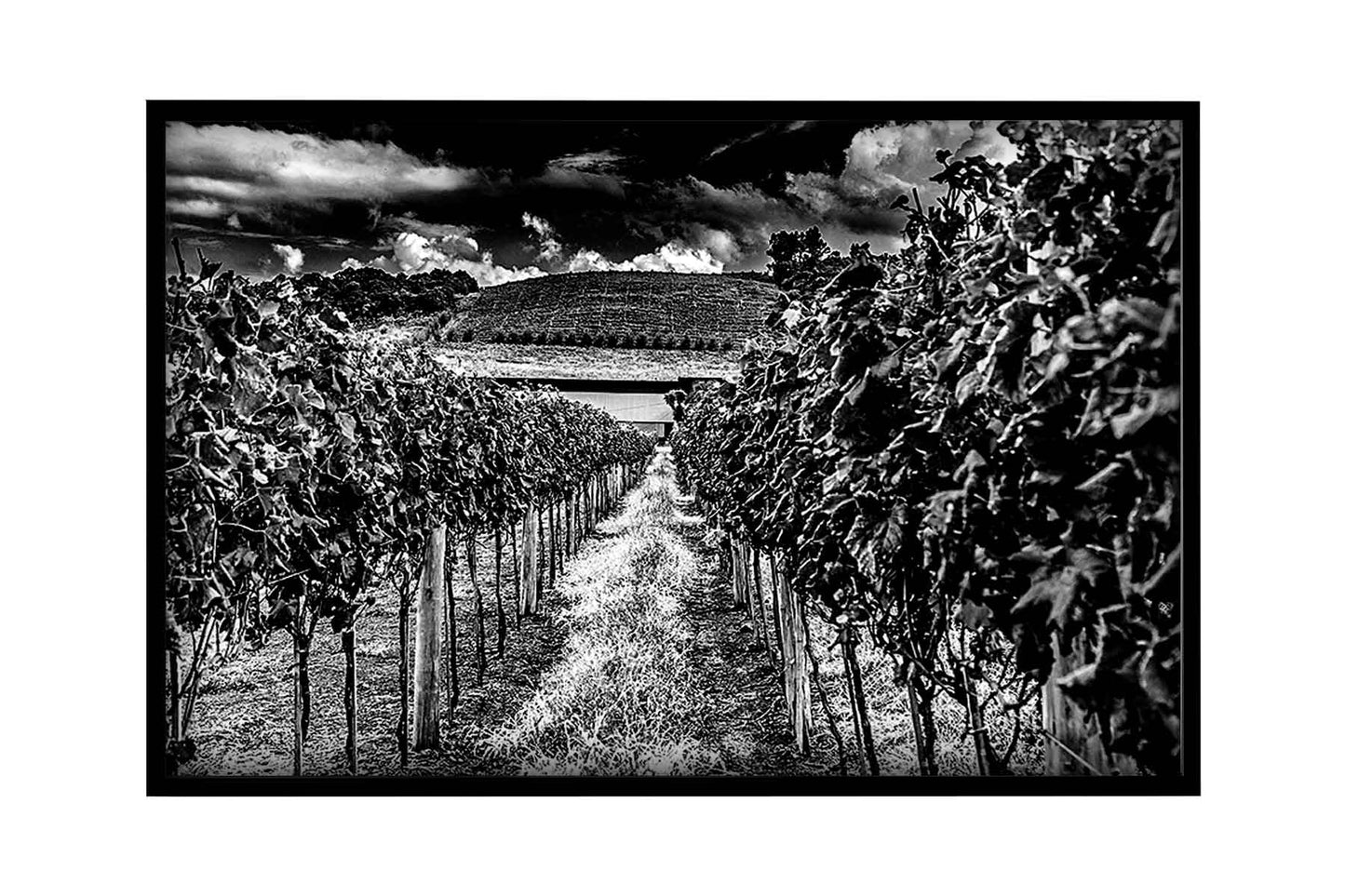 Vinicolas - Cavalleri