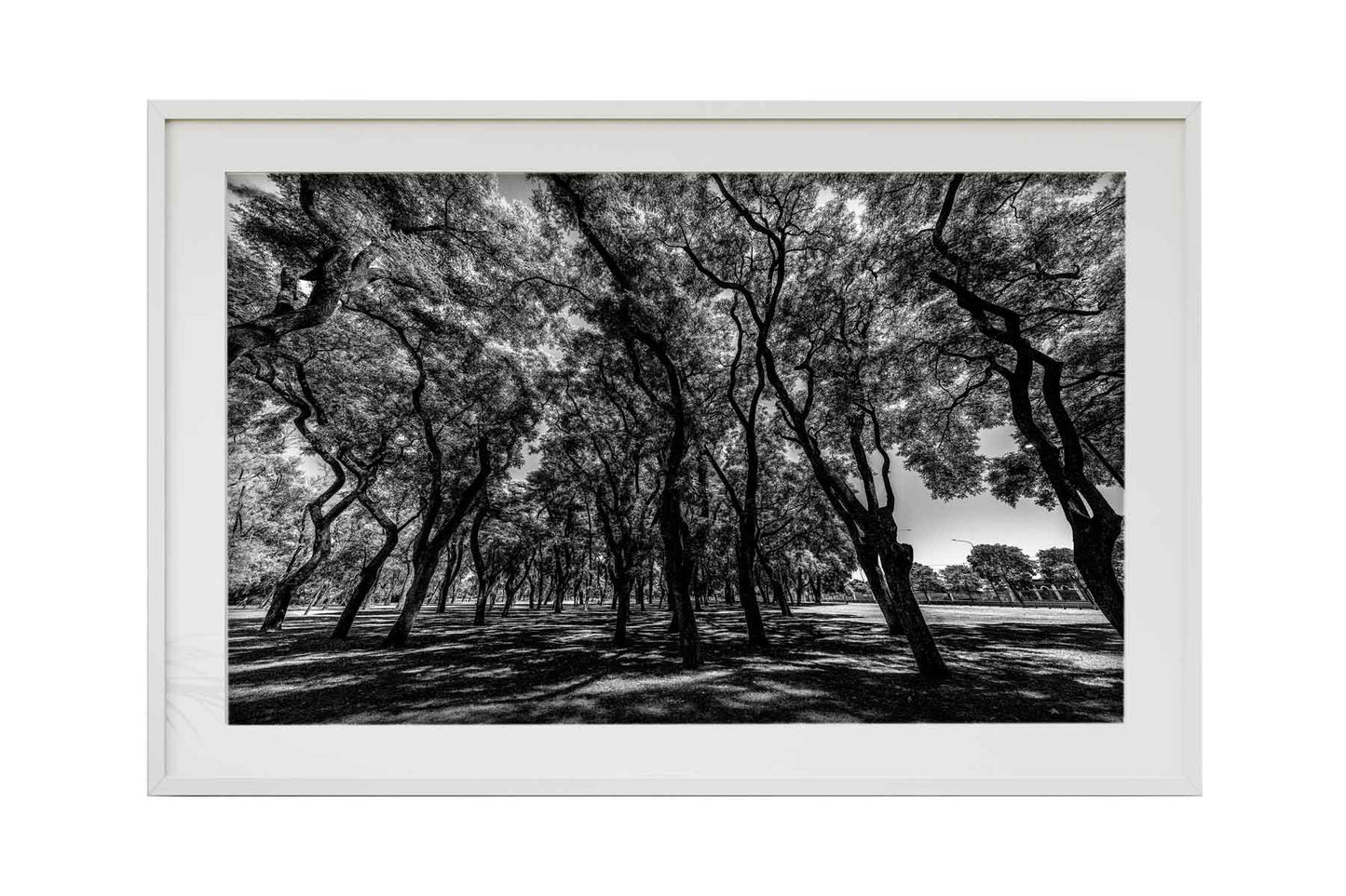 Buenos Aires - Lago de Regatas