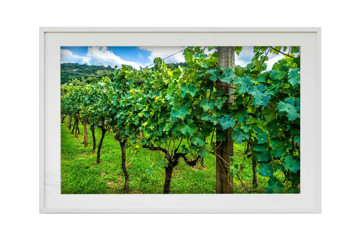 Vinicolas - Peculiare