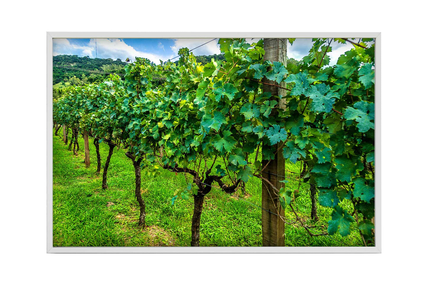 Vinicolas - Peculiare