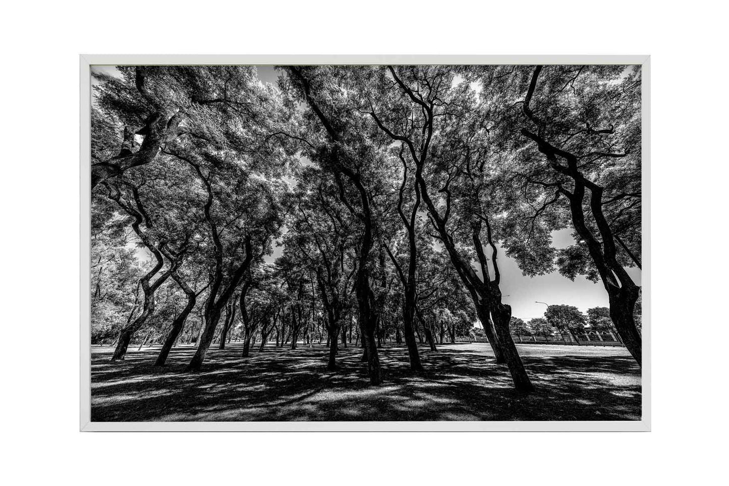 Buenos Aires - Lago de Regatas