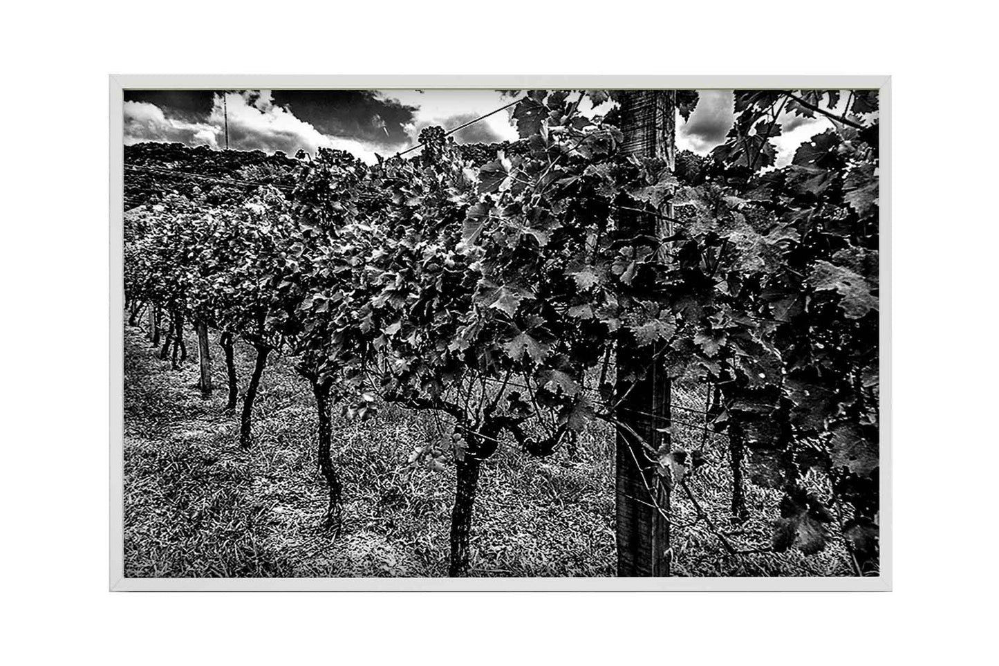 Vinicolas - Peculiare