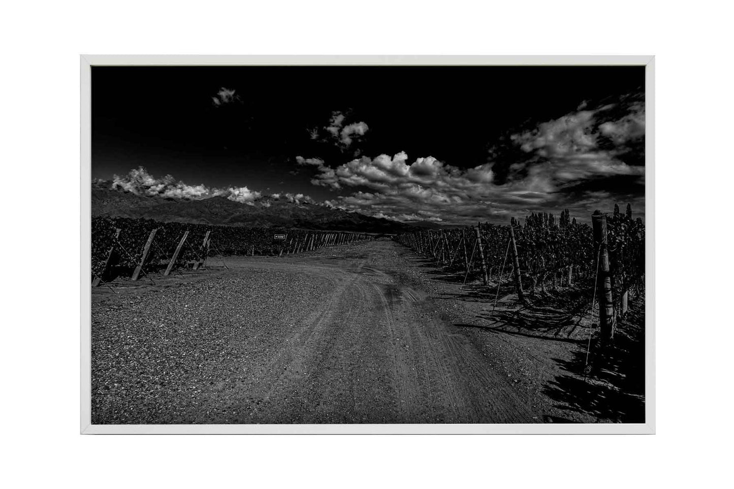 Vinicolas - Bodega Alfa Cux 2