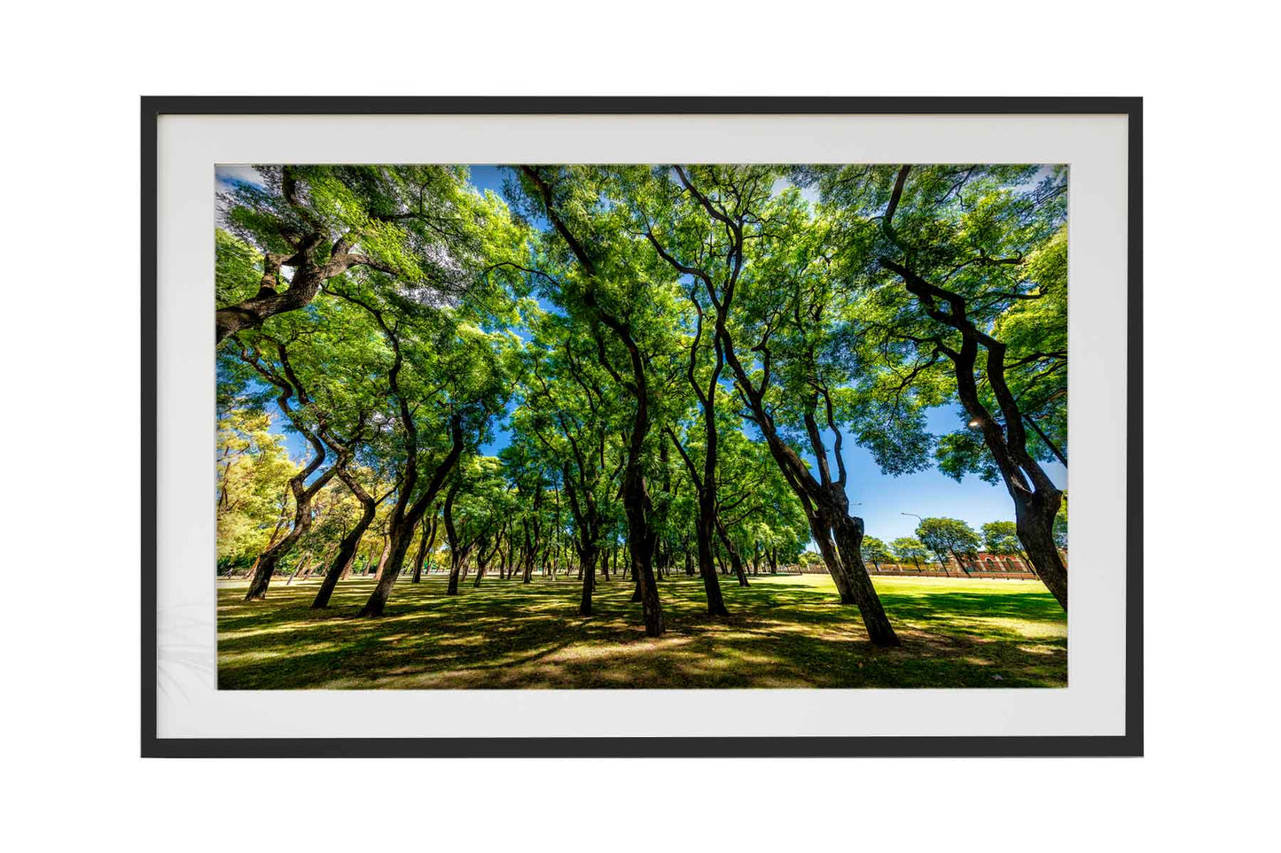 Buenos Aires - Lago de Regatas