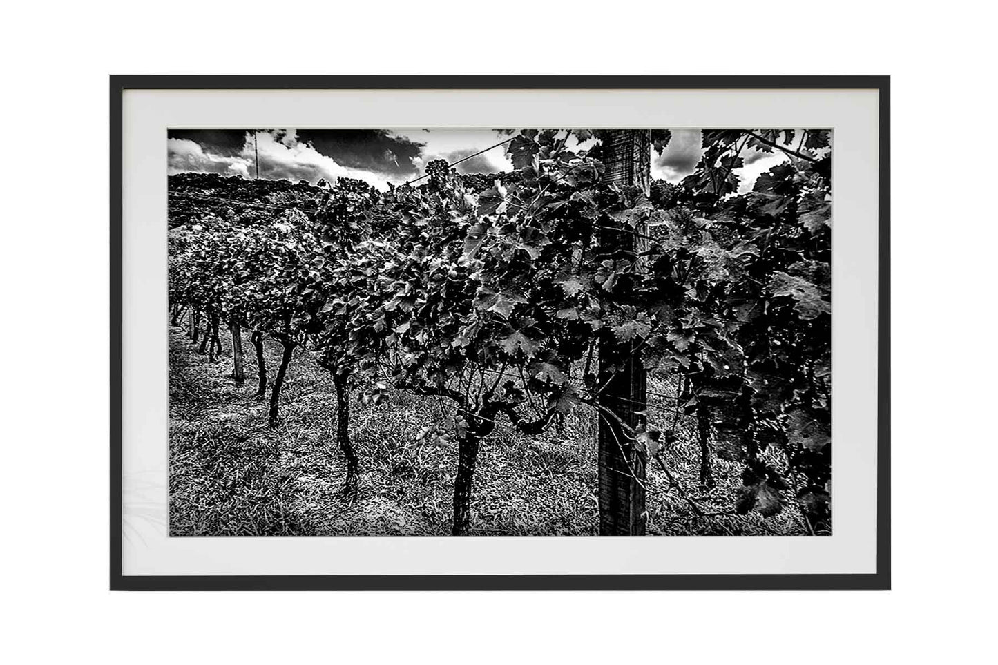 Vinicolas - Peculiare