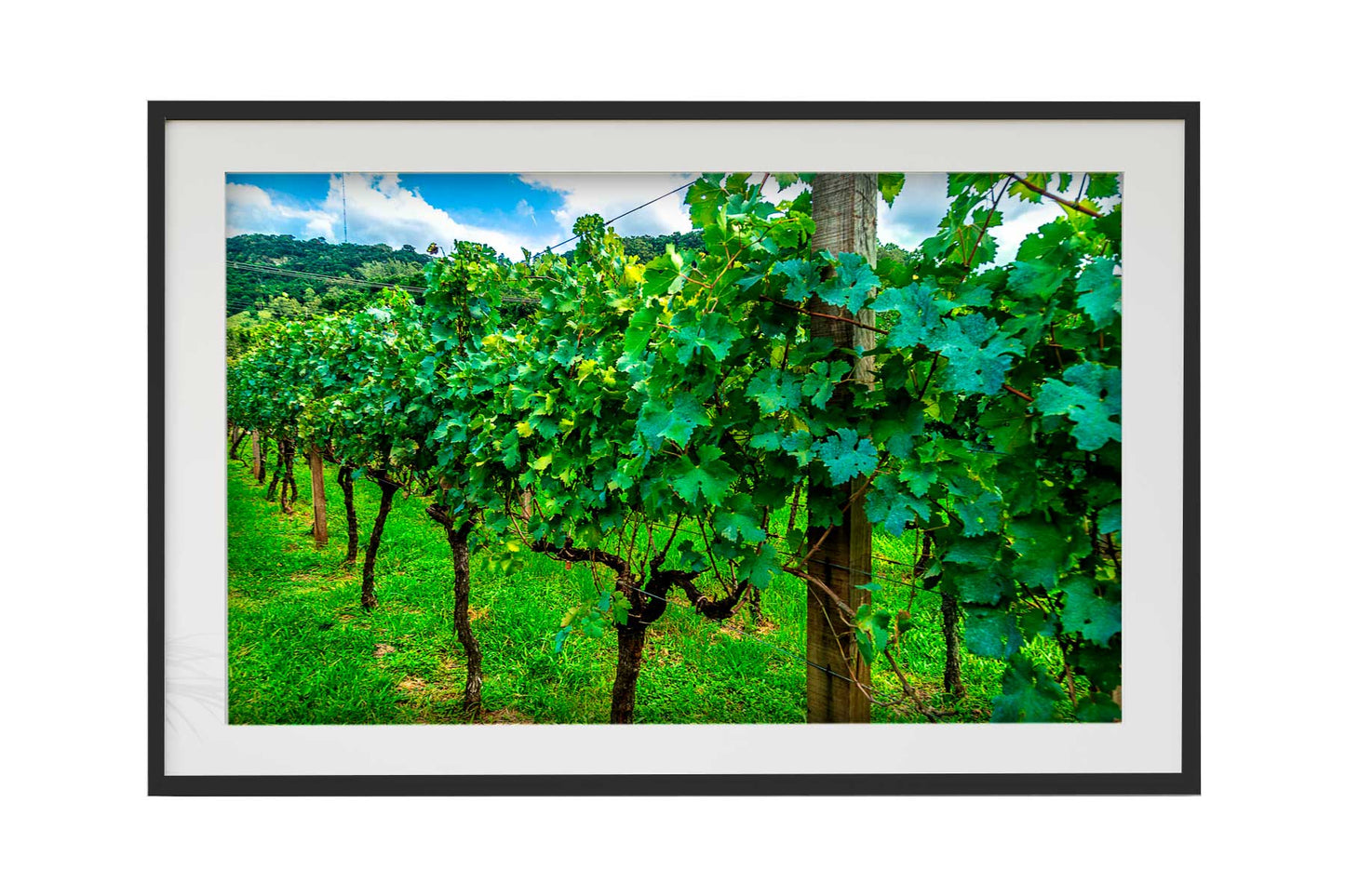 Vinicolas - Peculiare