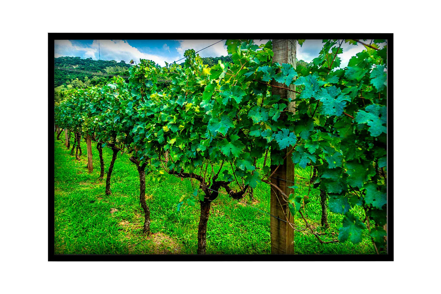 Vinicolas - Peculiare