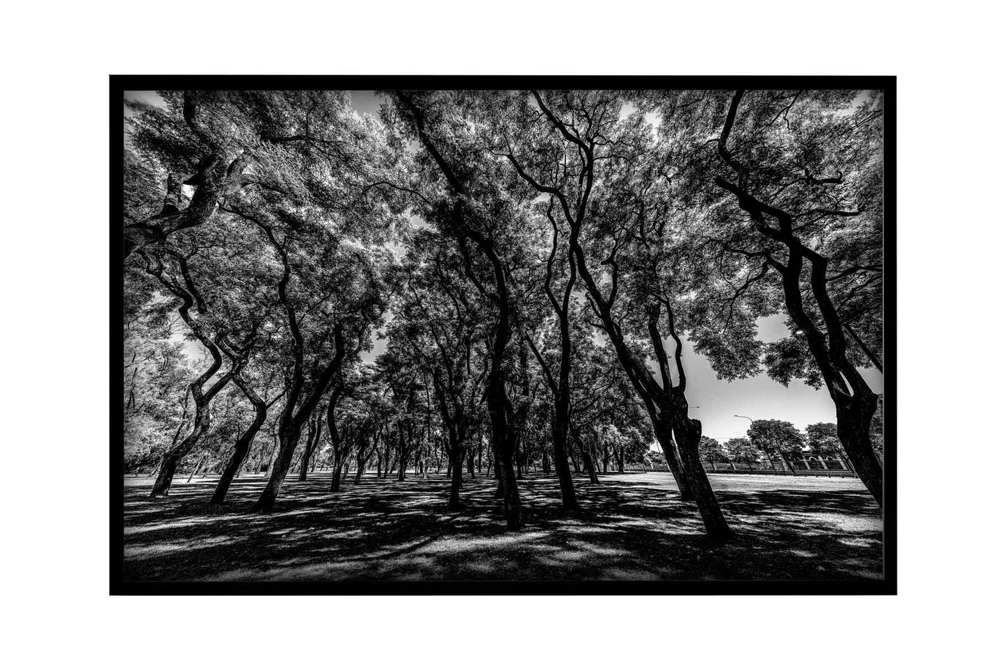 Buenos Aires - Lago de Regatas