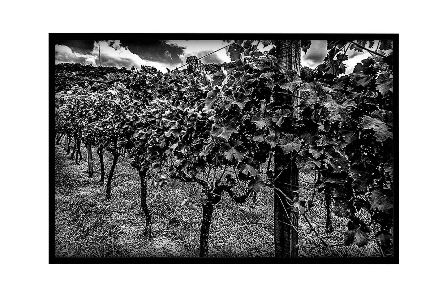 Vinicolas - Peculiare