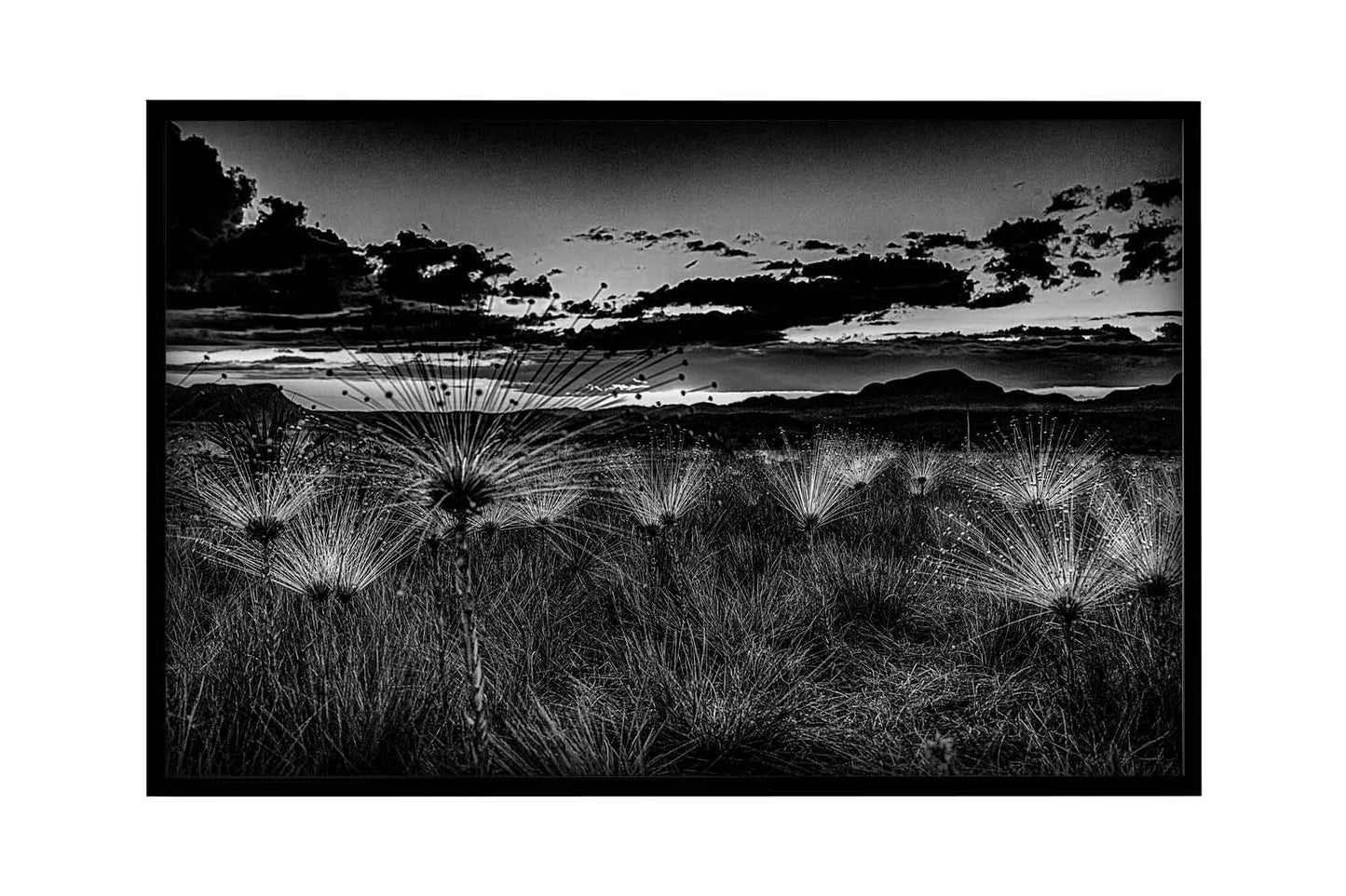 Chapada dos Veadeiros - Campo do Chuveirinho 02