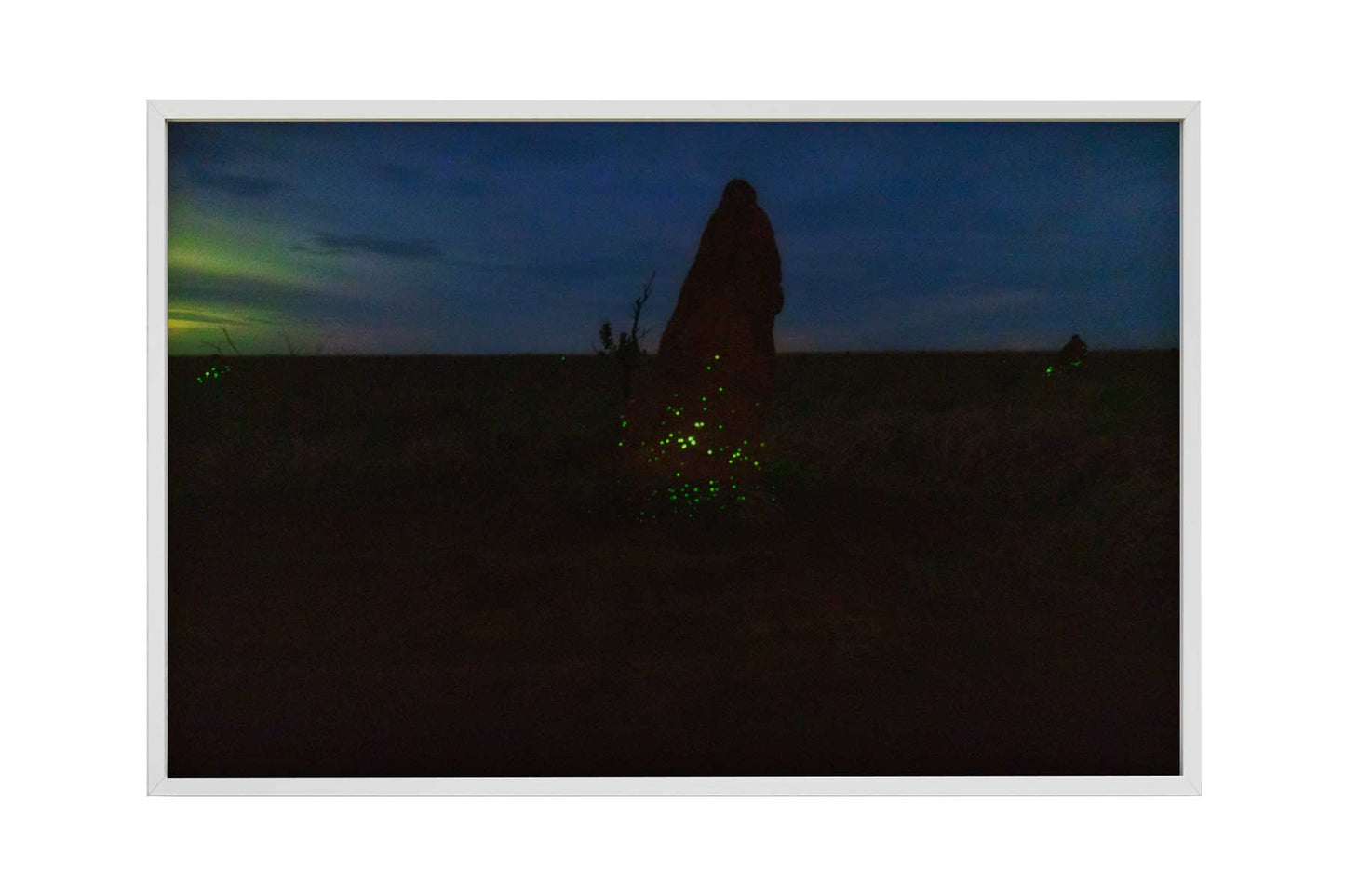 Cupinzeiros Bioluminescentes 3