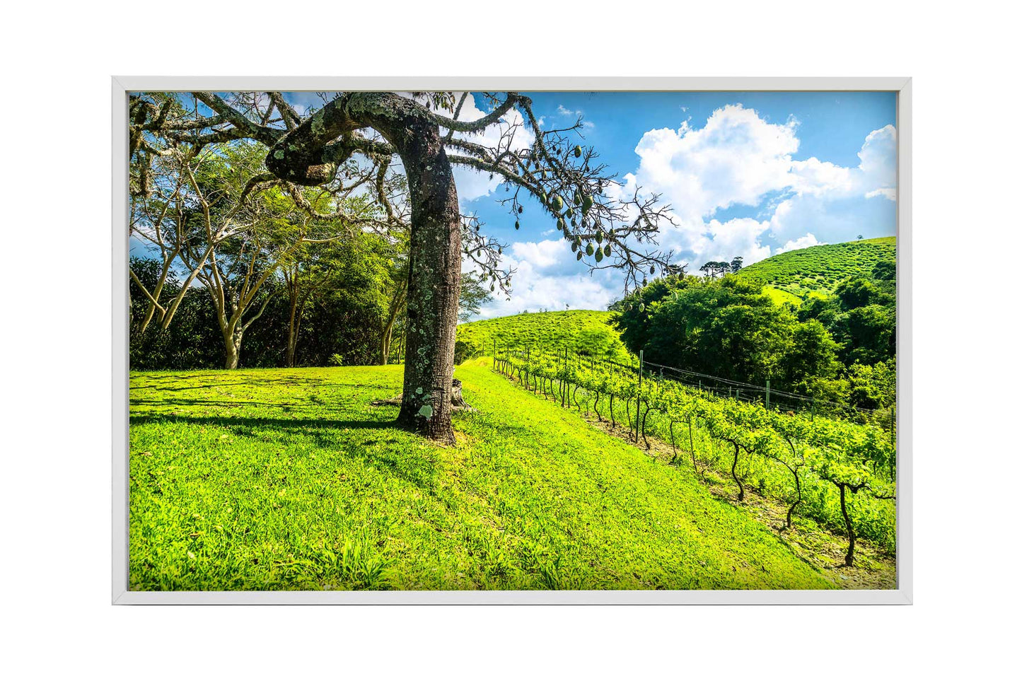 Vinicolas - Santa Maria