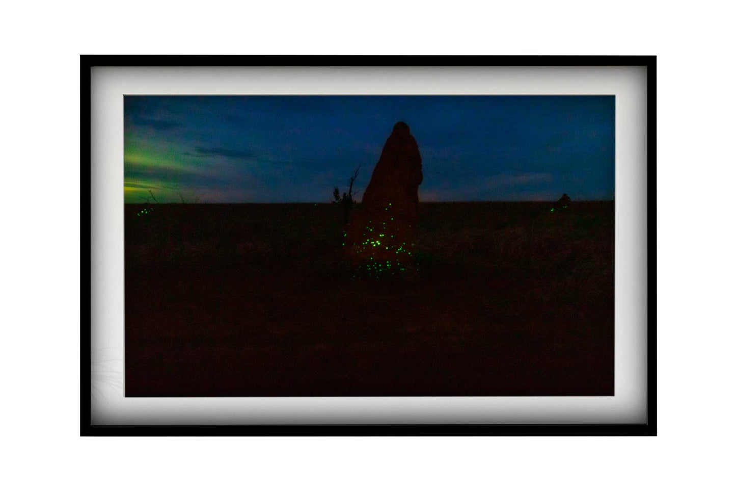 Cupinzeiros Bioluminescentes 3