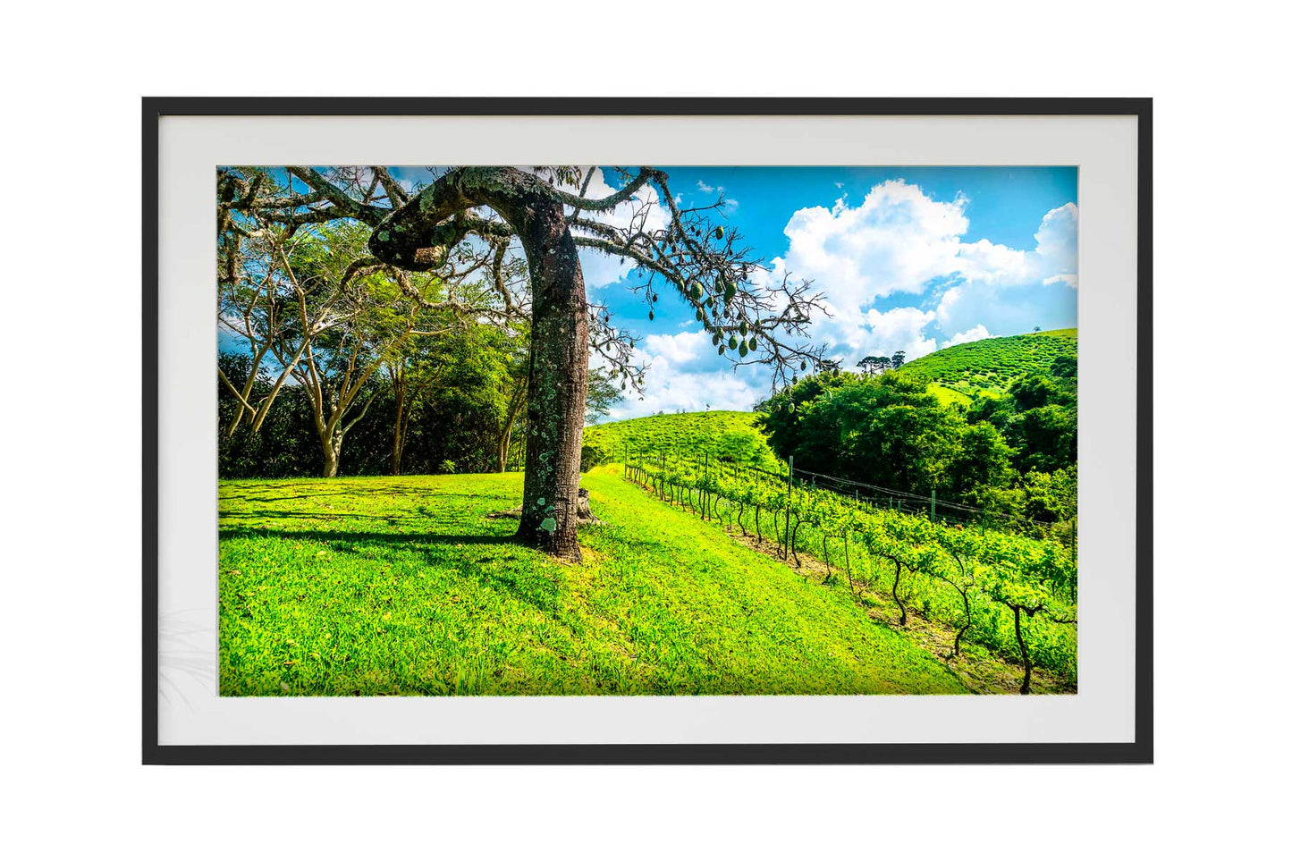 Vinicolas - Santa Maria