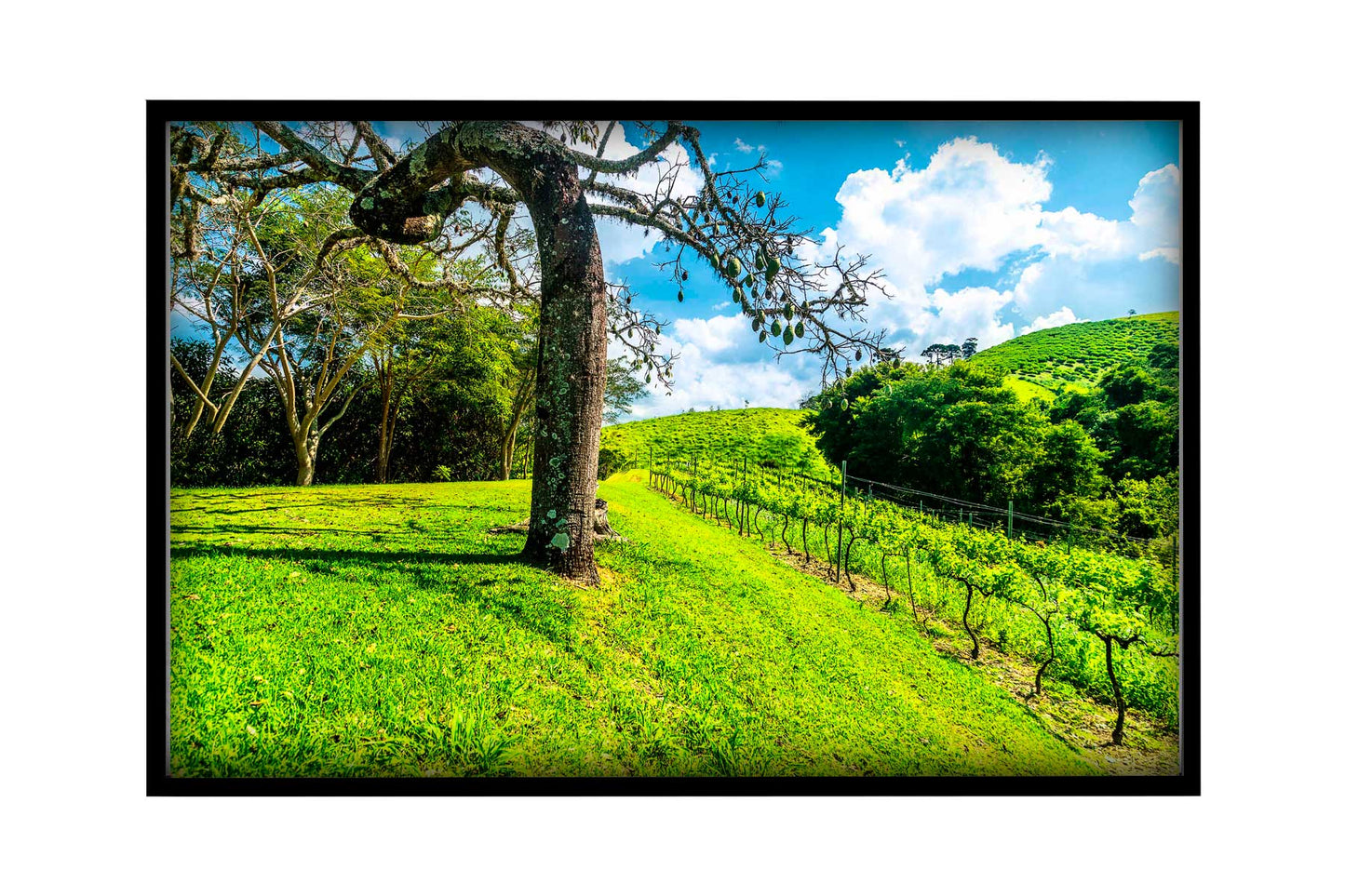 Vinicolas - Santa Maria