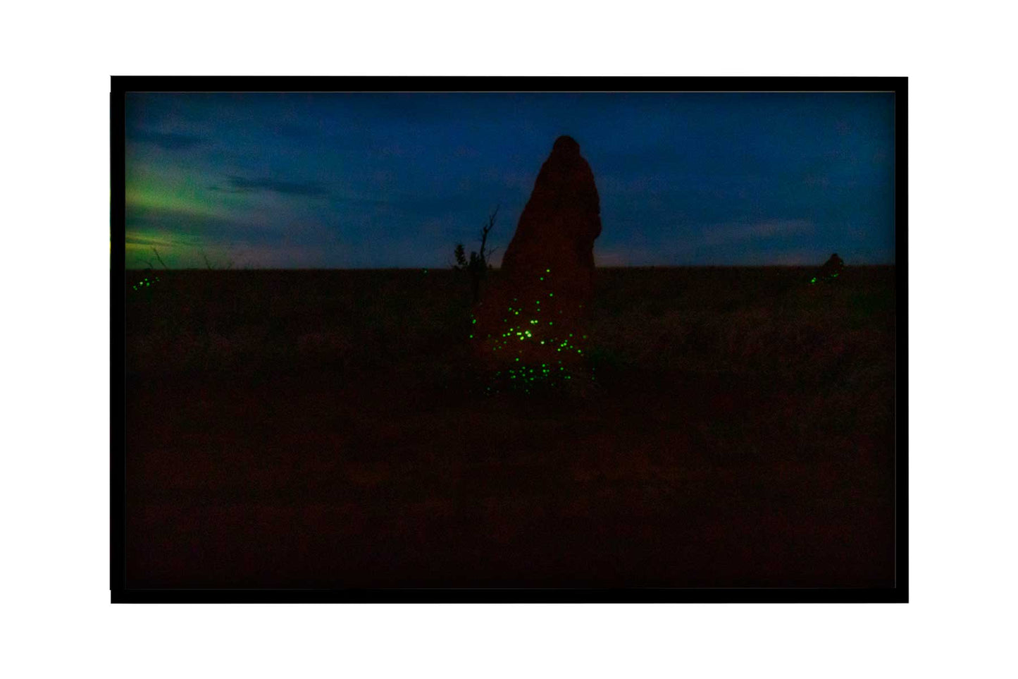 Cupinzeiros Bioluminescentes 3