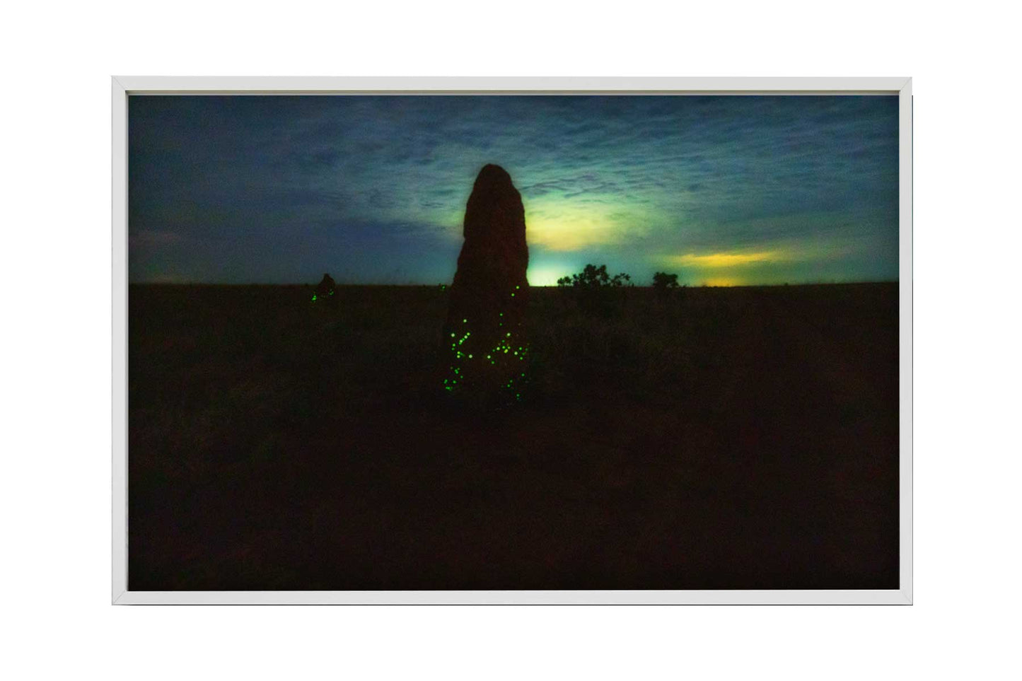 Cupinzeiros Bioluminescentes 4
