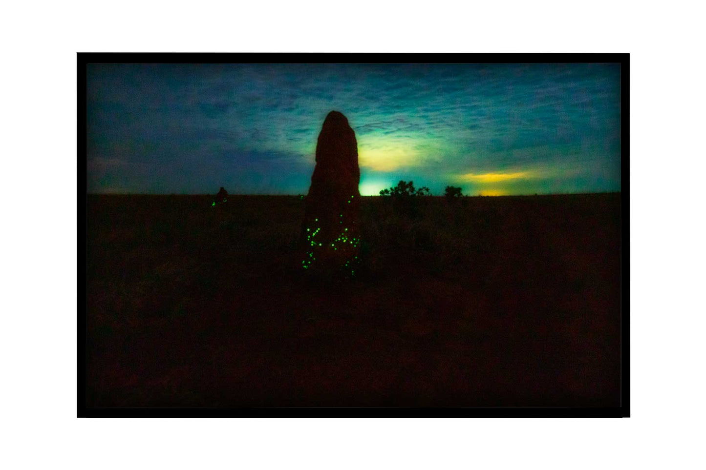 Cupinzeiros Bioluminescentes 4