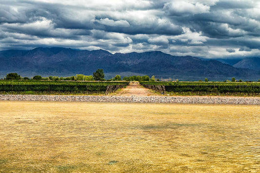 Vinicolas - Bodega Alfa Cux 2