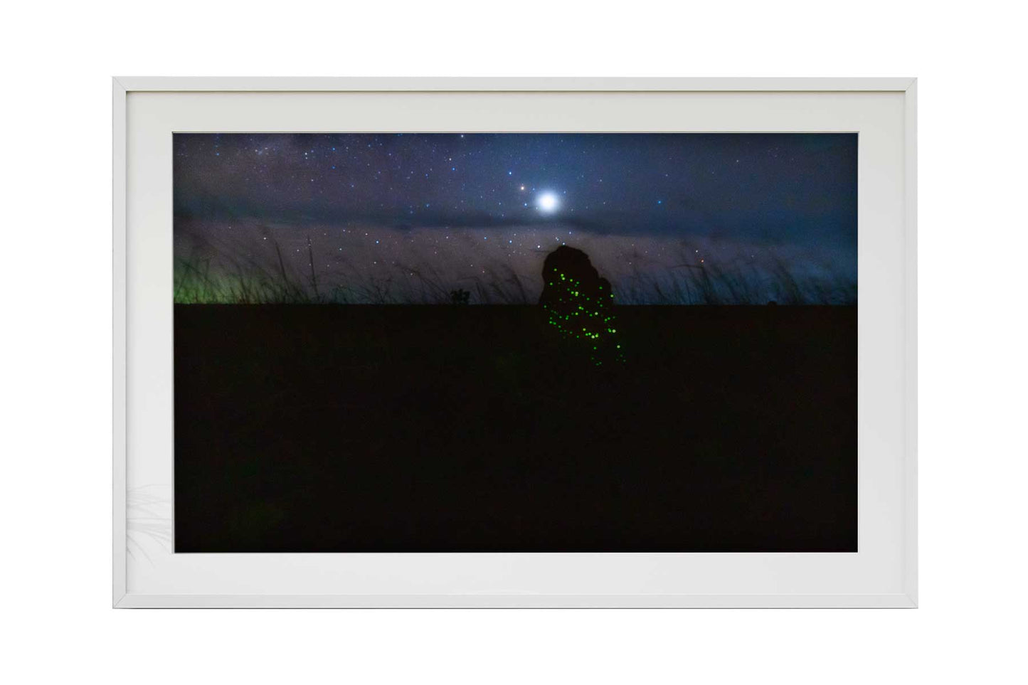 Cupinzeiros Bioluminescentes 5