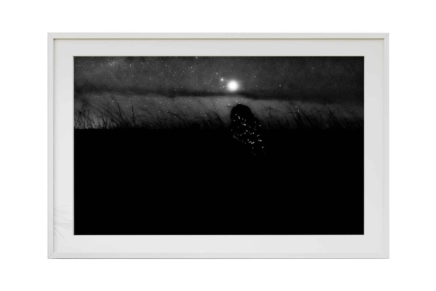 Cupinzeiros Bioluminescentes 5