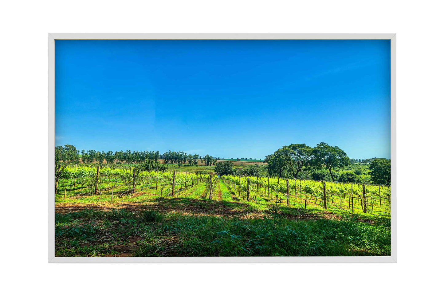 Vinicolas - Vinicola Biagi