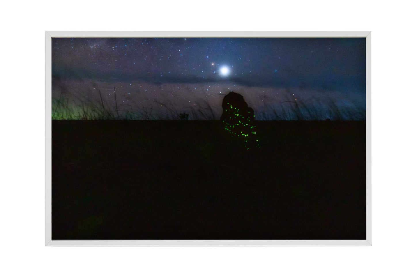Cupinzeiros Bioluminescentes 5