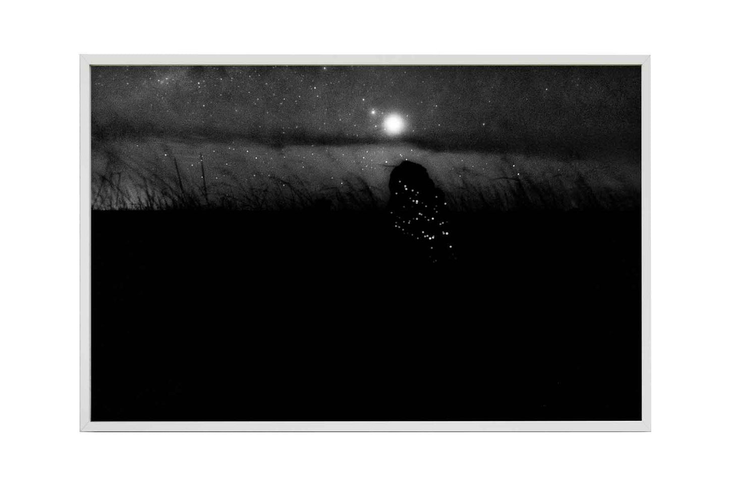 Cupinzeiros Bioluminescentes 5