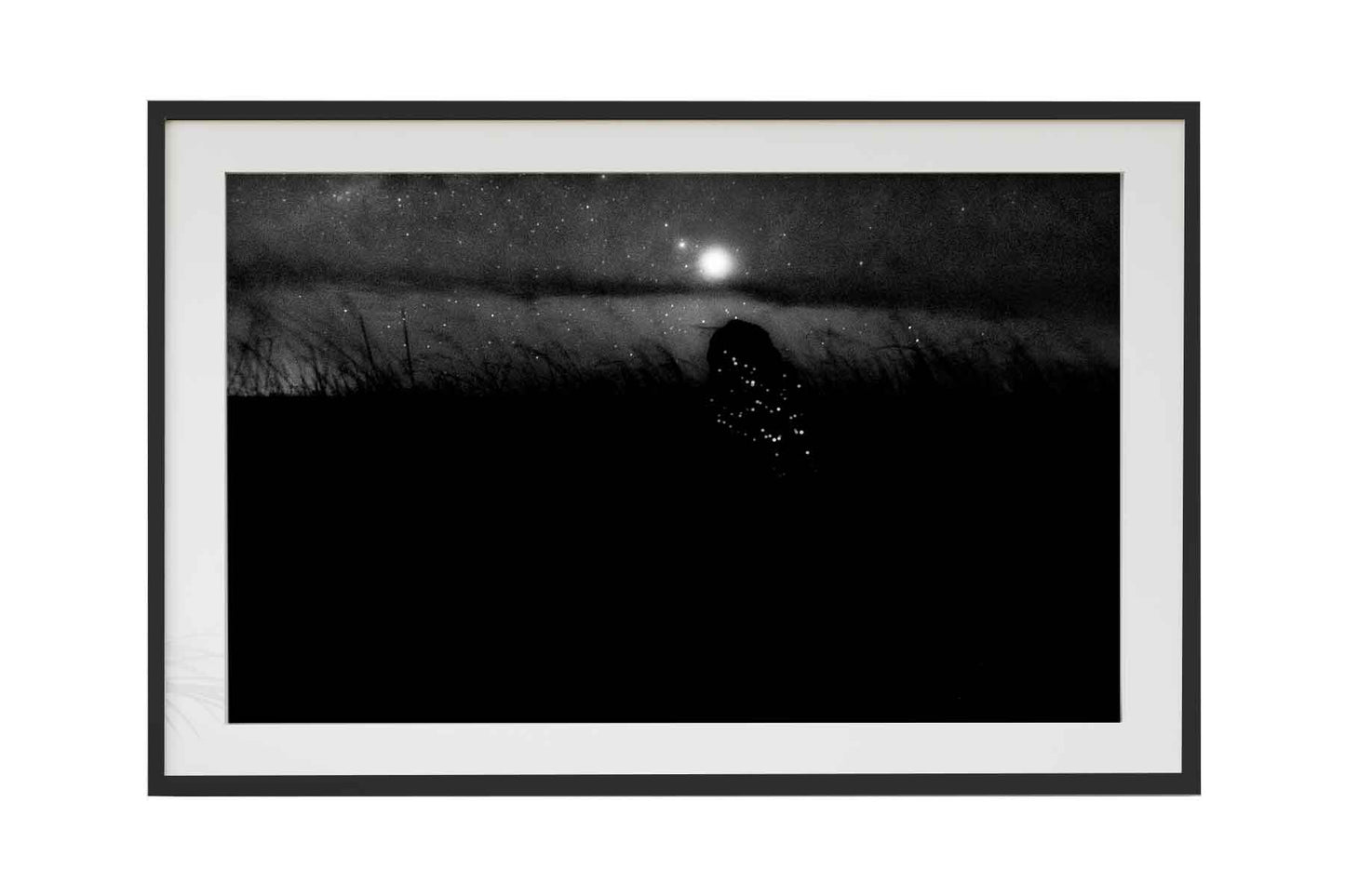 Cupinzeiros Bioluminescentes 5