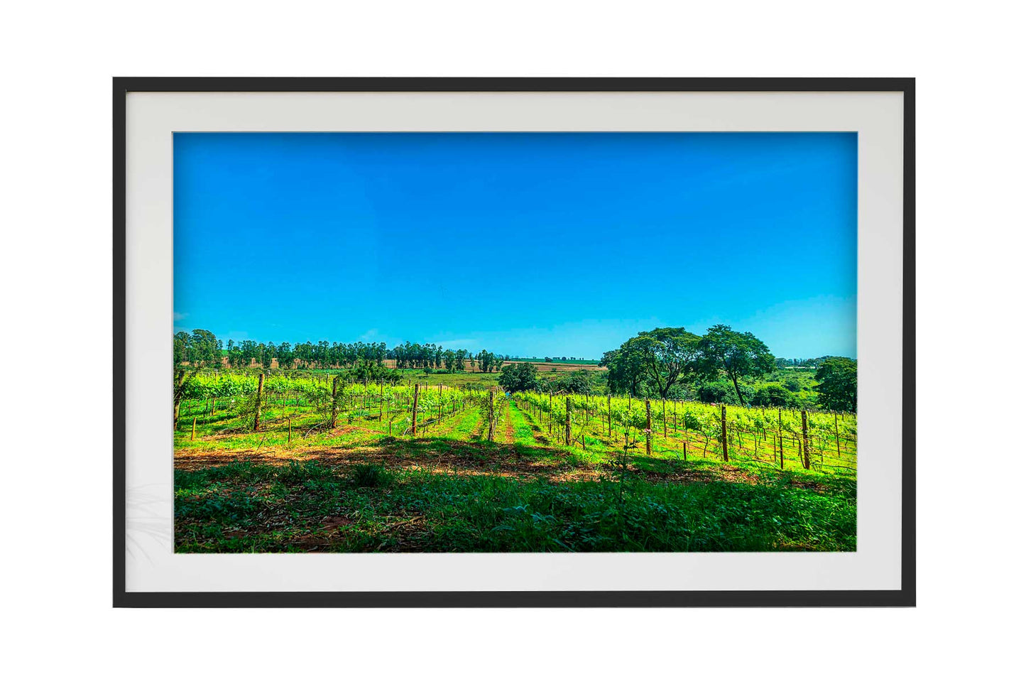 Vinicolas - Vinicola Biagi