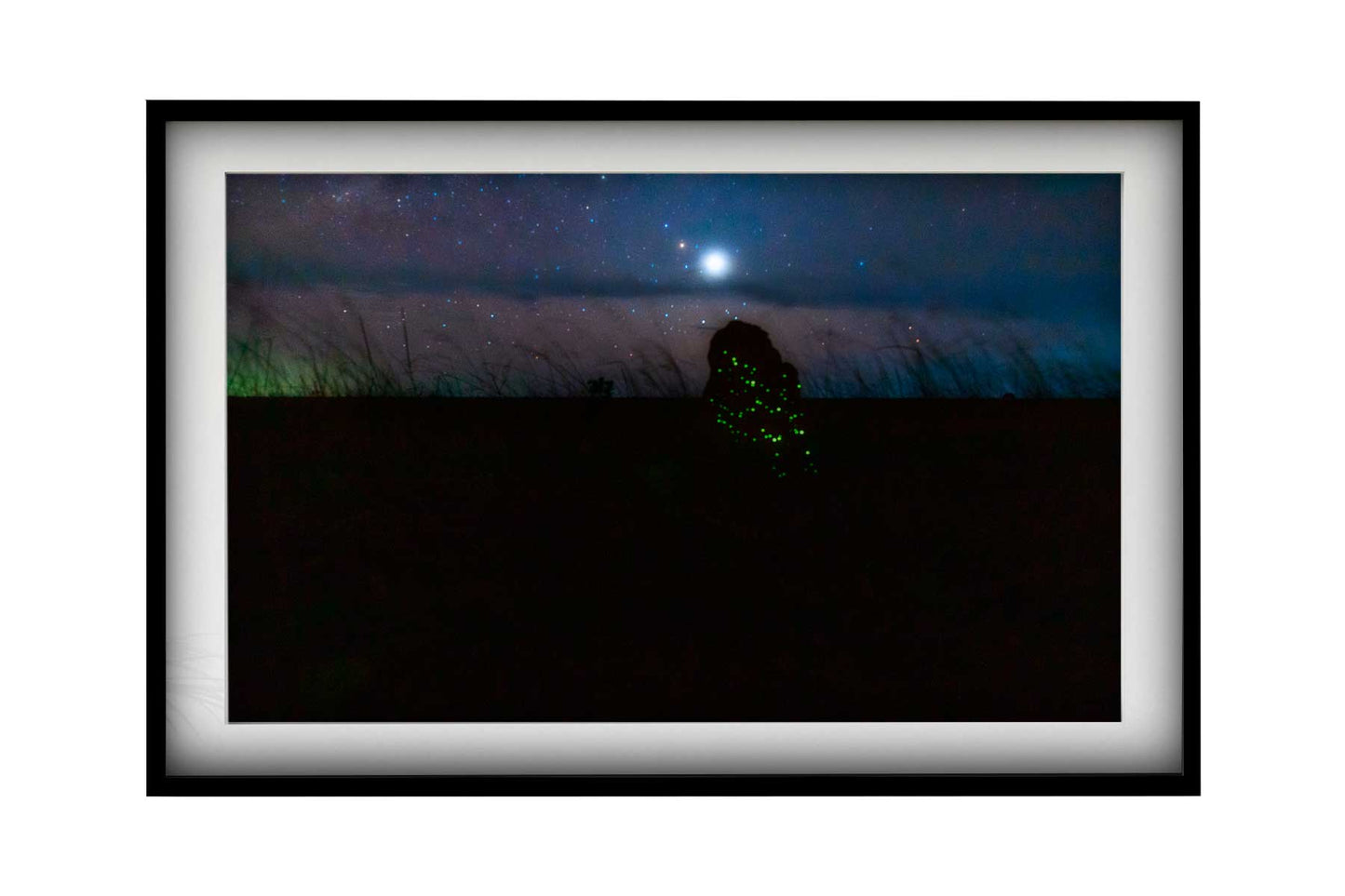 Cupinzeiros Bioluminescentes 5
