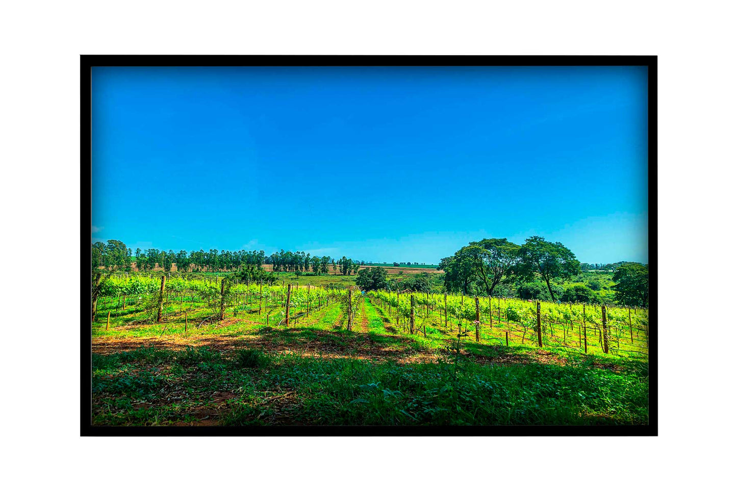 Vinicolas - Vinicola Biagi