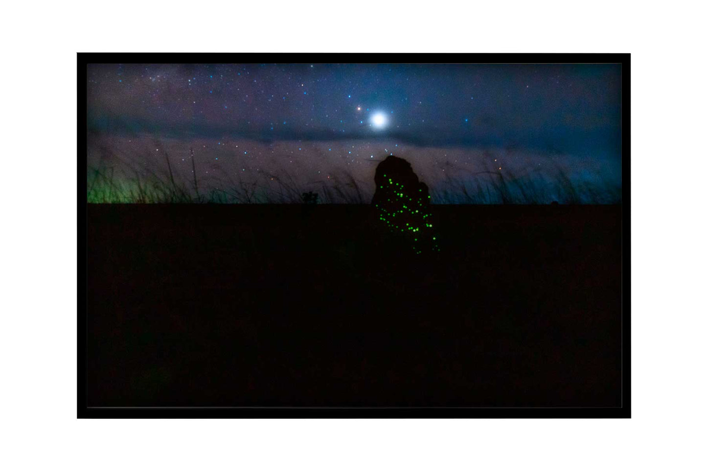 Cupinzeiros Bioluminescentes 5