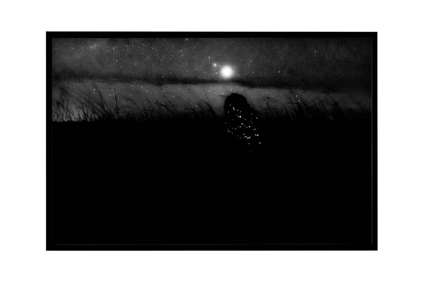 Cupinzeiros Bioluminescentes 5