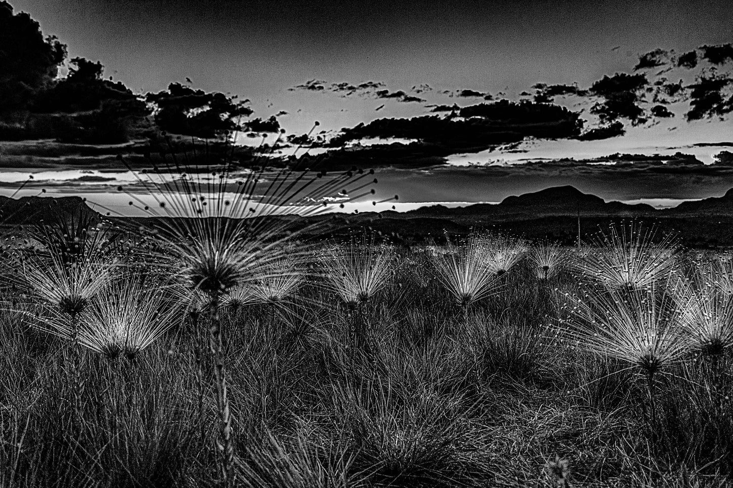 Chapada dos Veadeiros - Campo do Chuveirinho 02
