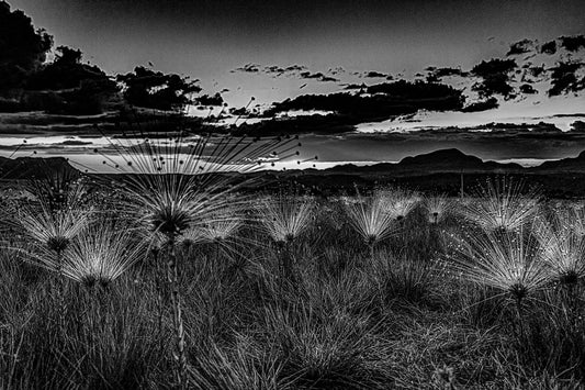 Chapada dos Veadeiros - Campo do Chuveirinho 02