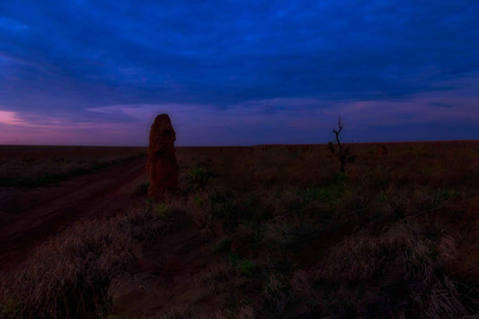 Cupinzeiros Bioluminescentes 1