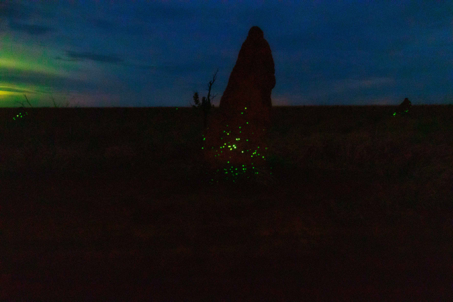 Cupinzeiros Bioluminescentes 3